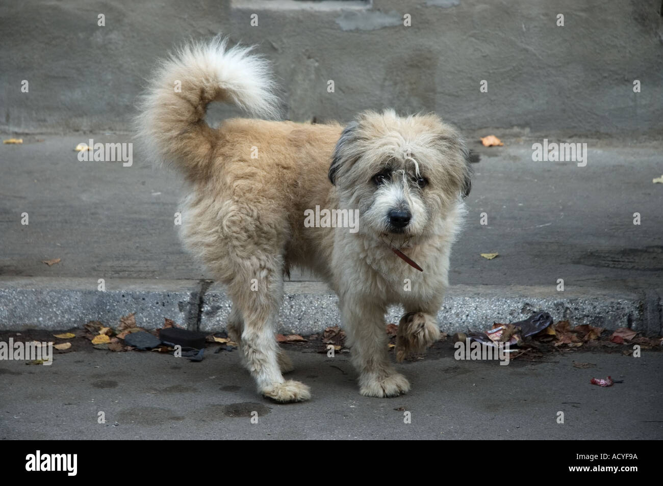 Chien à Bucarest Banque D'Images