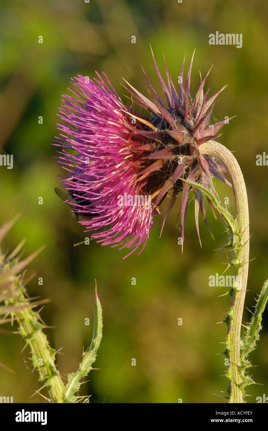 Musk Thistle Carduus nutans Banque D'Images