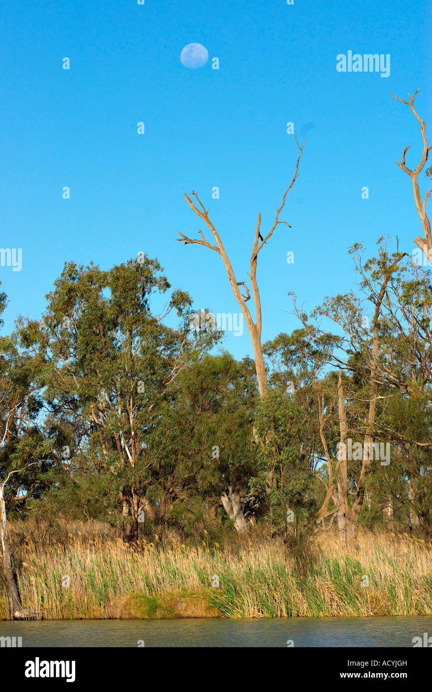 La lune se lève au-dessus de quelques arbres sur la rivière Murray Banque D'Images