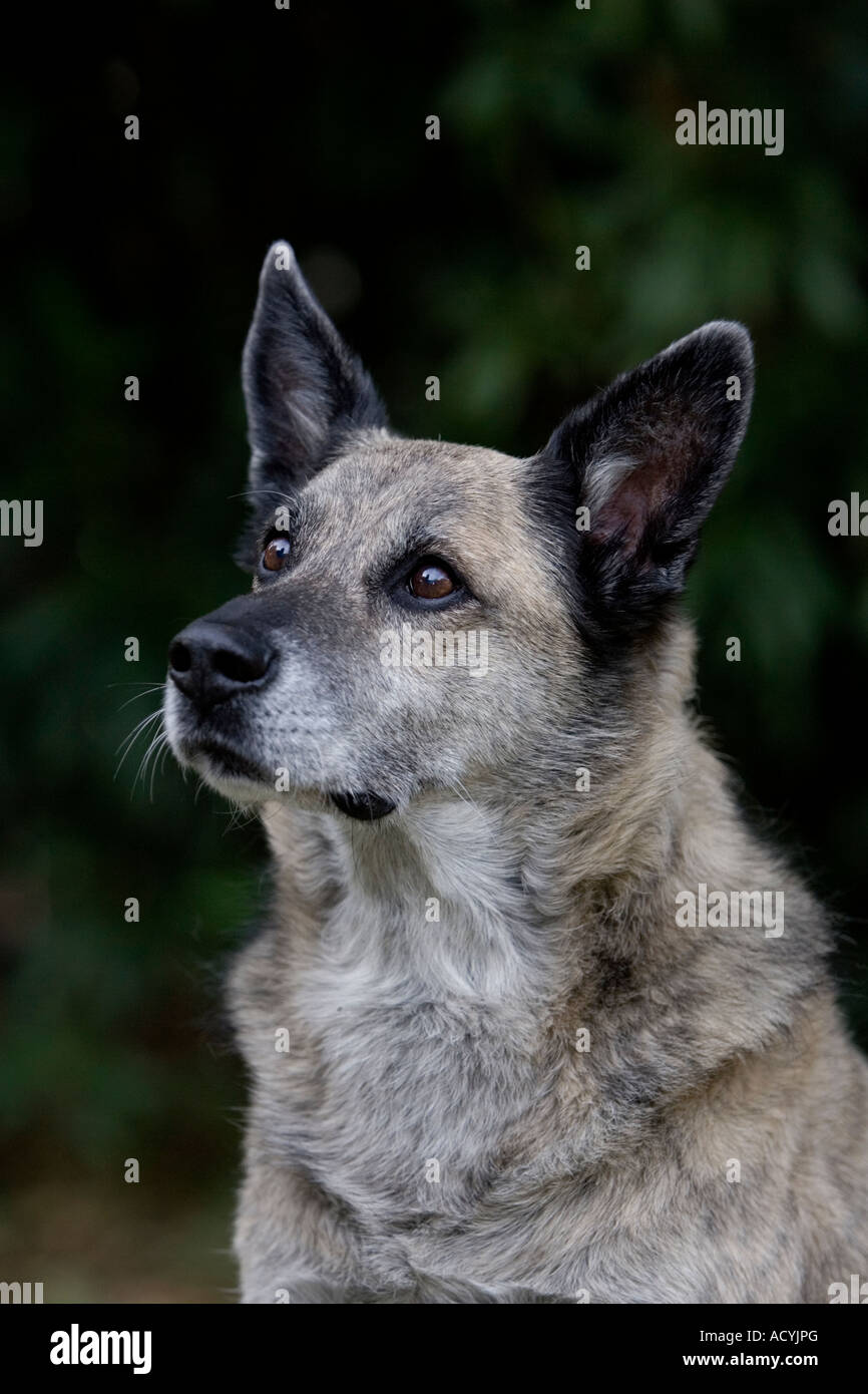 Greyhound Berger Allemand Dog Banque D'Images