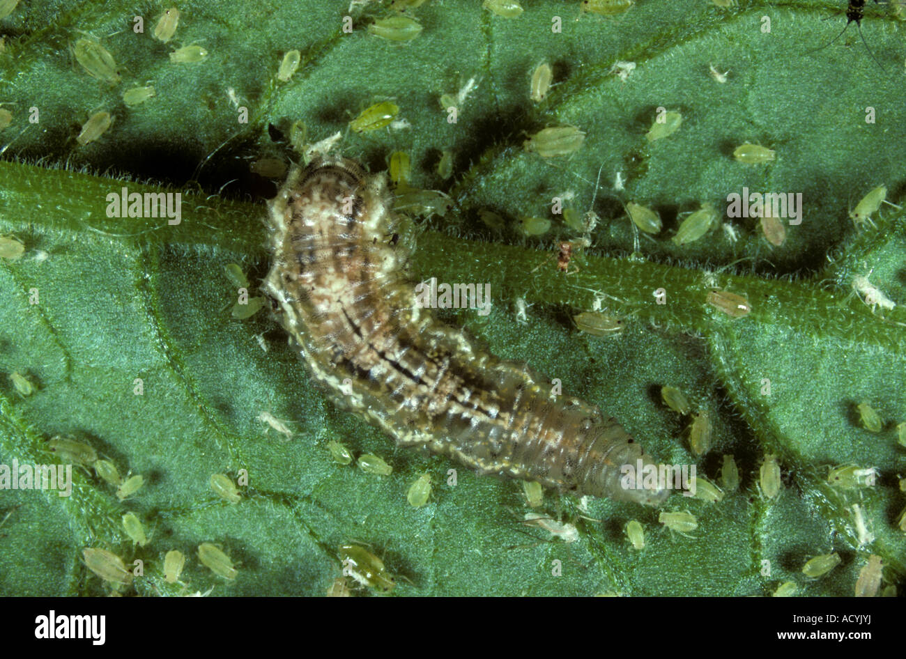 Hover fly Syrphidae spp larve prédateurs sur le pêcher puceron Myzus persicae Banque D'Images