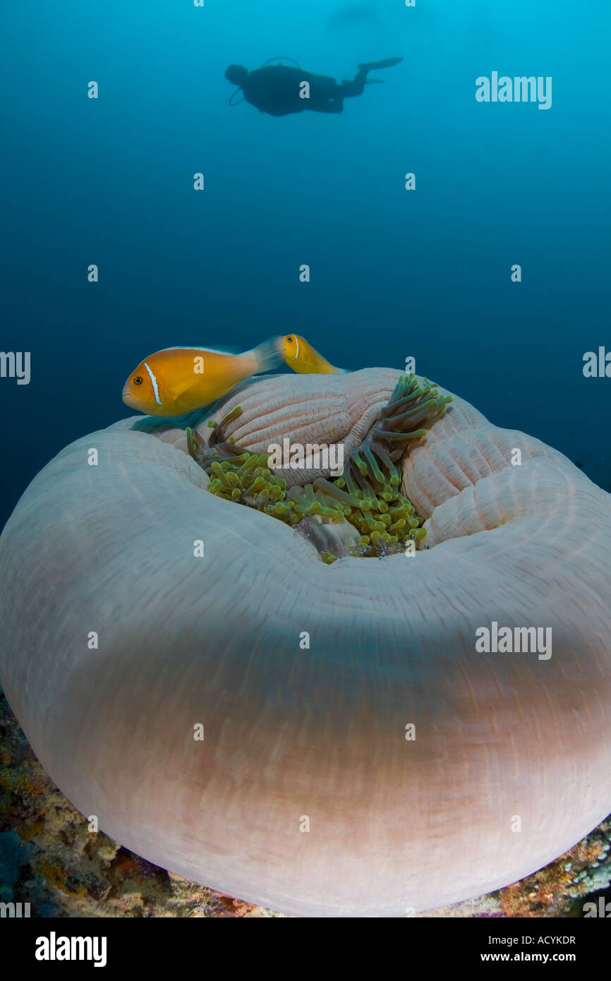 Un plongeur plane au-dessus d'une anémone magnifique et une paire de Rose poisson clown dans la République de Palau, en Micronésie. Banque D'Images