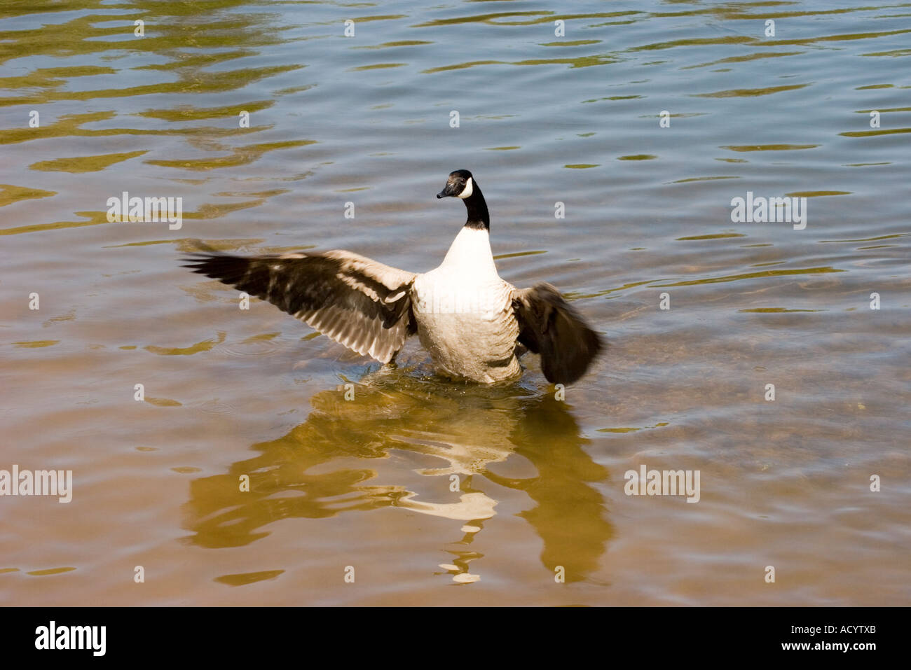 Le battement des ailes d'oie dans de l'eau Banque D'Images