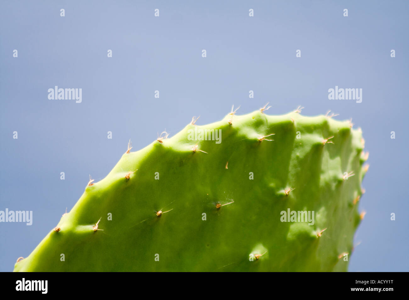 Cactus Astuce Banque D'Images