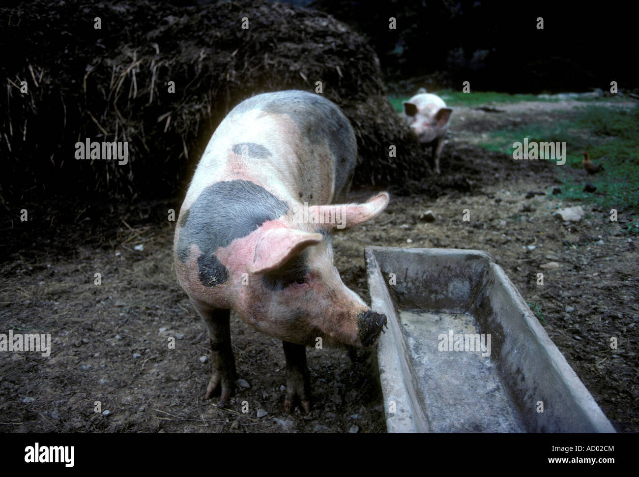 Cochon affamé à la recherche de nourriture dans l'auge vide Pays Basque espagnol dans le village de Aincialde de Arizcun Espagne Europe Banque D'Images