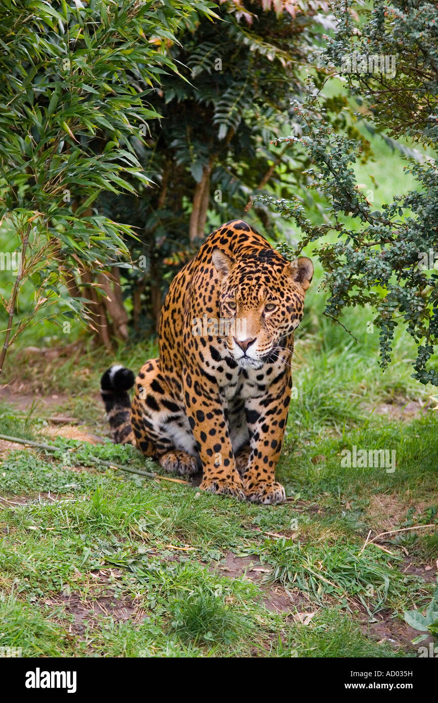 Un Jaguar dans le Zoo de Chester Banque D'Images