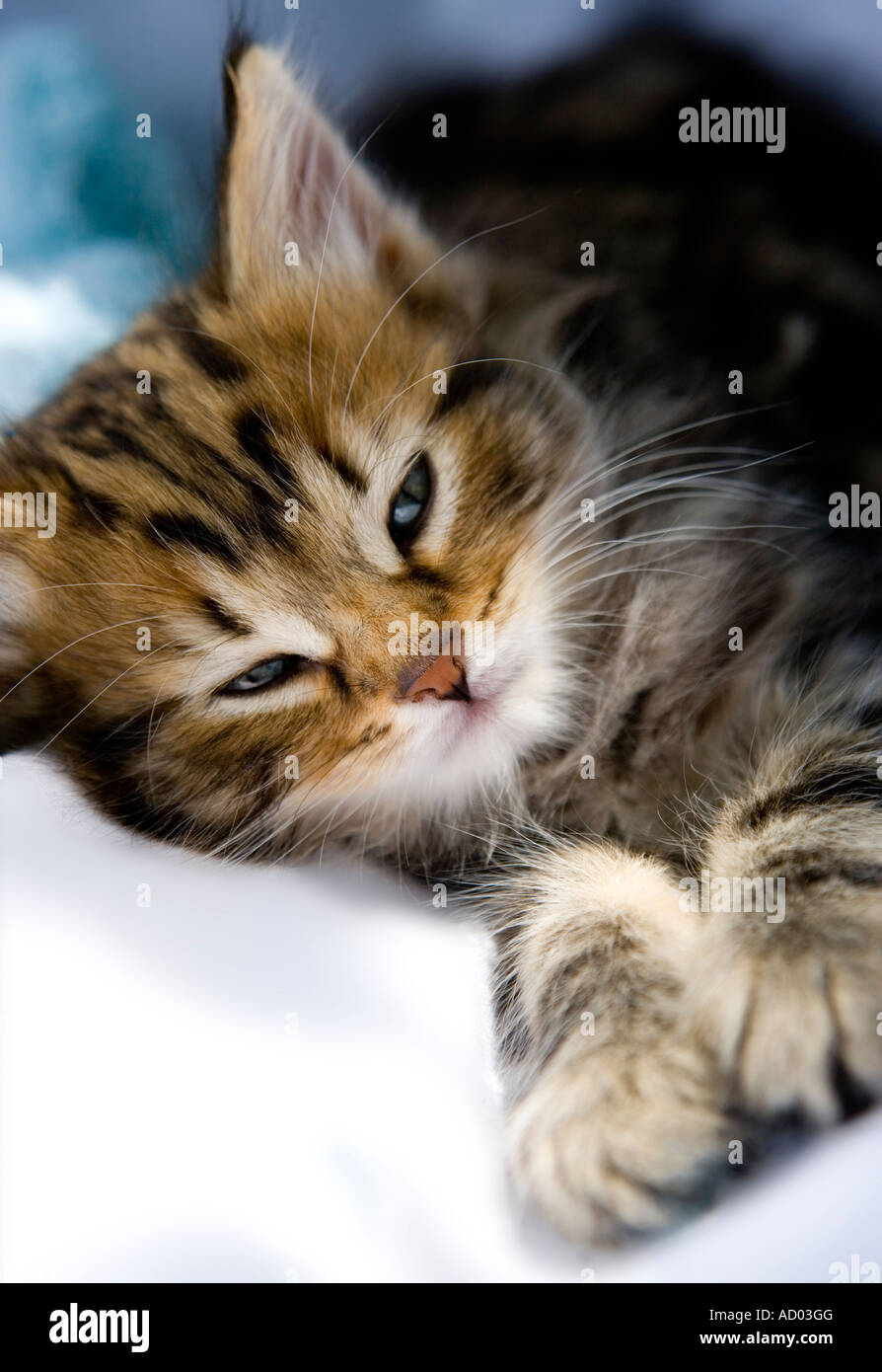 Tabby kitten dans une ambiance posent avec ses yeux à demi clos Banque D'Images