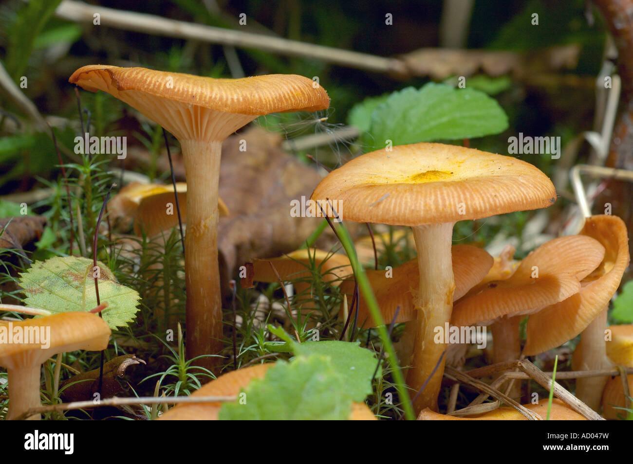 L'Armillaria champignons et au miel ou Armillariella mellea comestible goût commun champignons branchies en grappes sur bois ou au sol Banque D'Images
