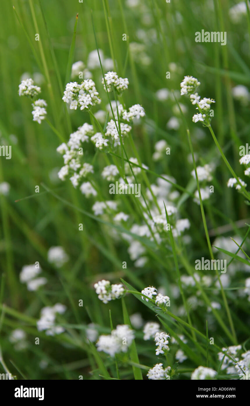 Heath Bedpaille, Galium saxatile, Rubiaceae Banque D'Images