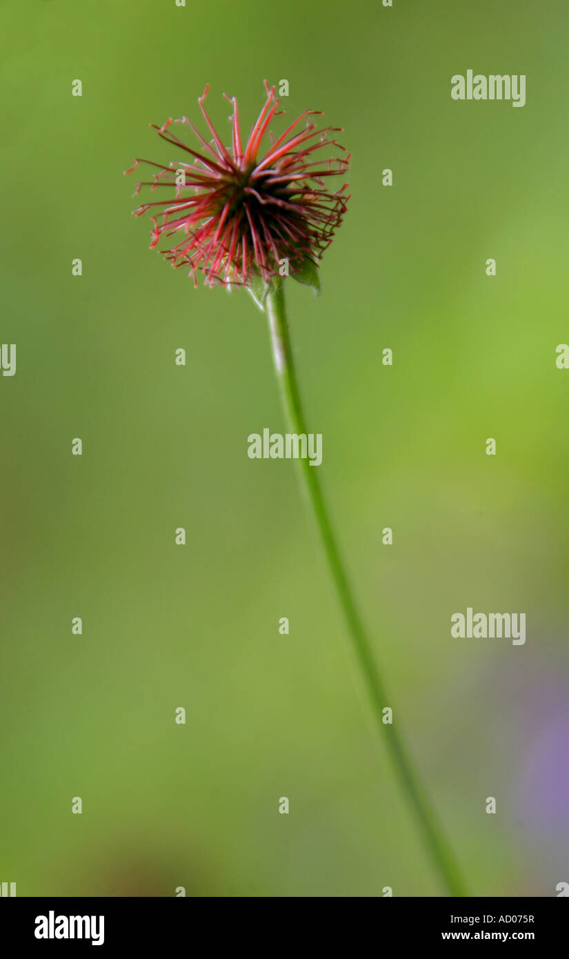 Herb Bennet Graines Geum urbanum Rosacées Banque D'Images