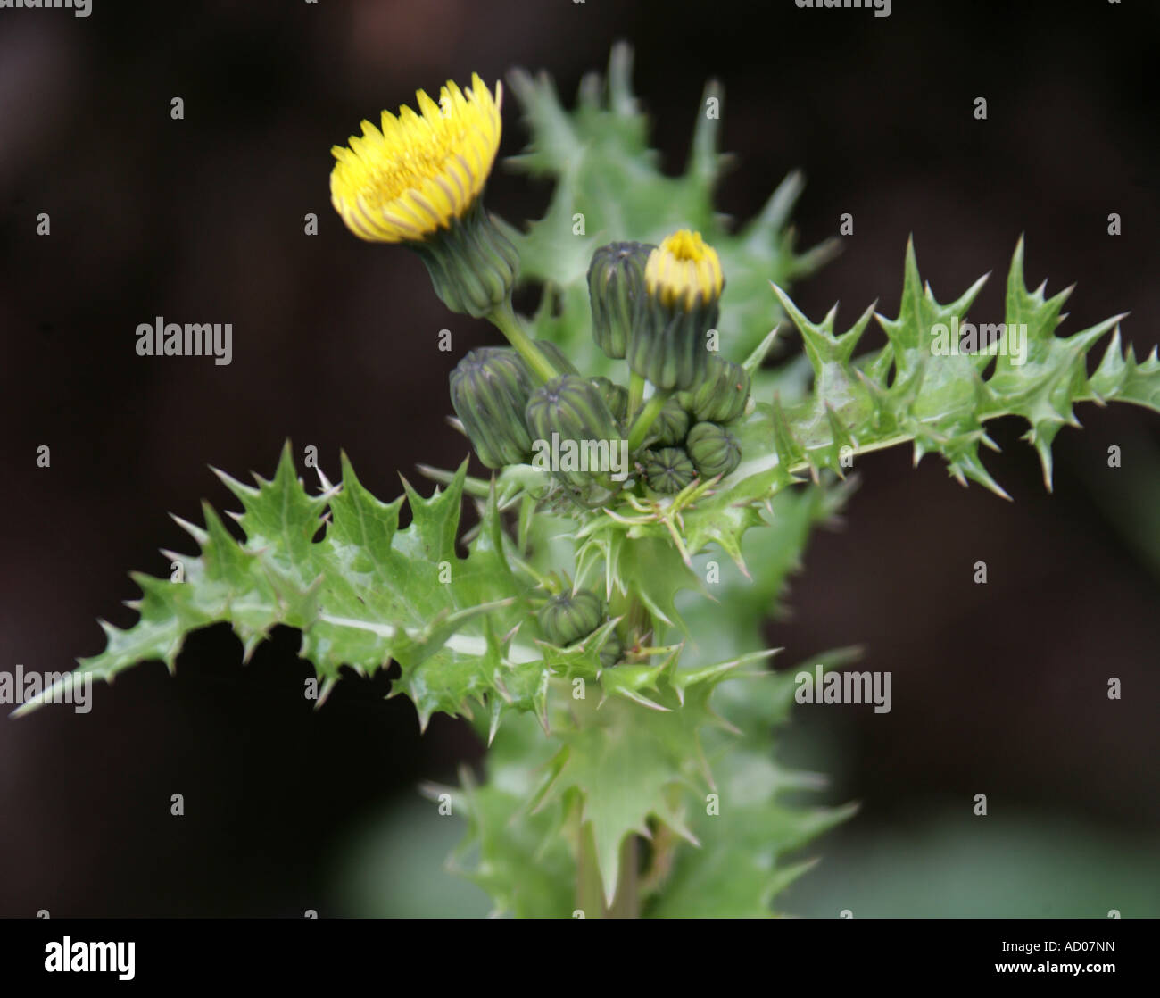 Le laiteron piquant, Sonchus asper, Asteraceae Banque D'Images