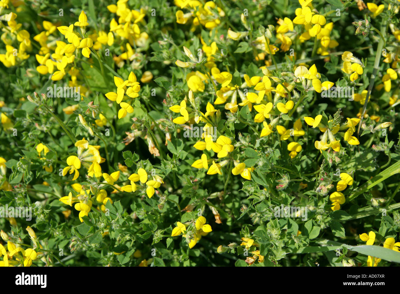 Les oiseaux communs Lotier corniculé, Lotus corniculatus, Fabaceae (Leguminosae) Banque D'Images