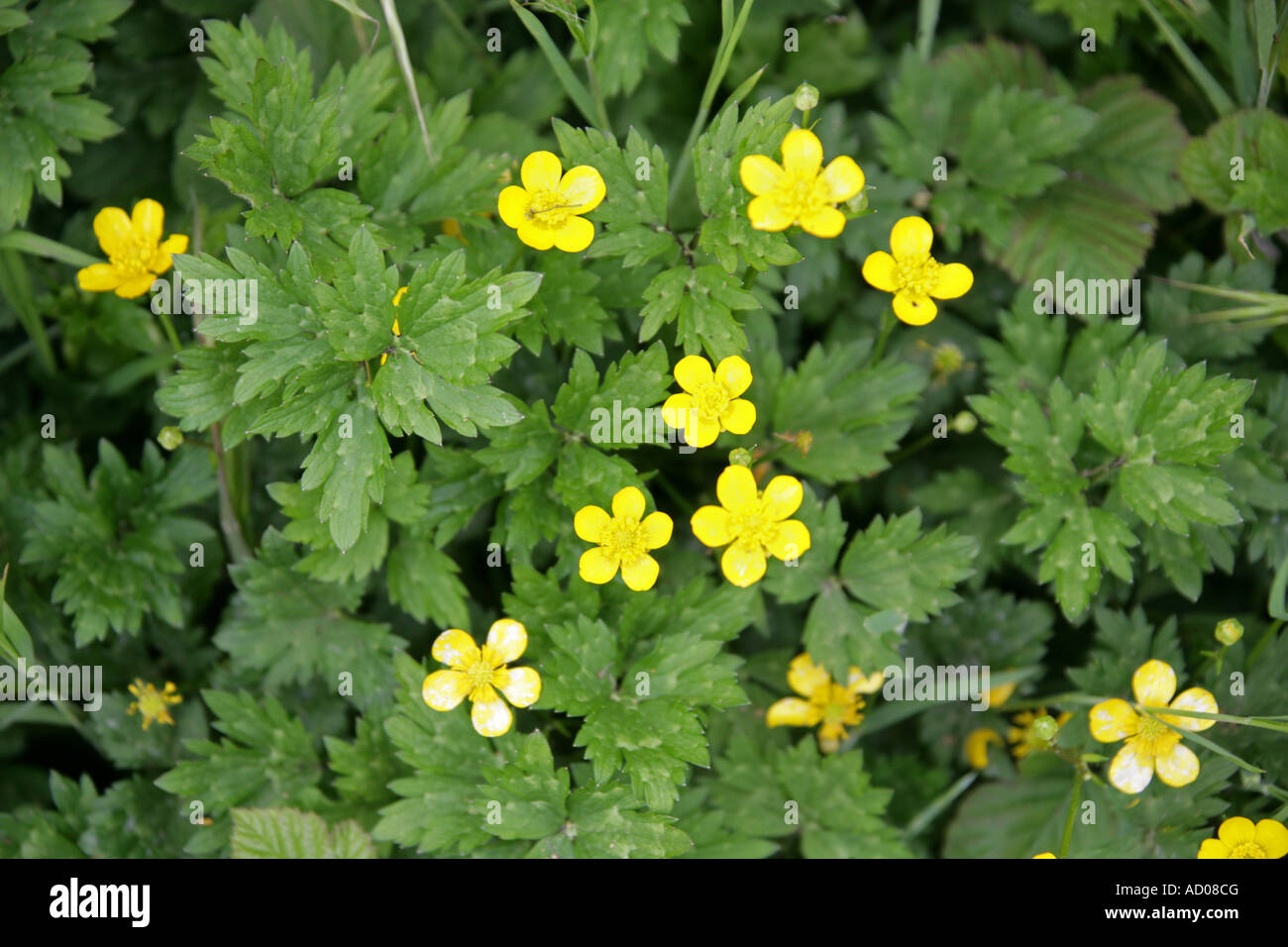 Ranunculus bulbosus Ranunculaceae bulbe Banque D'Images