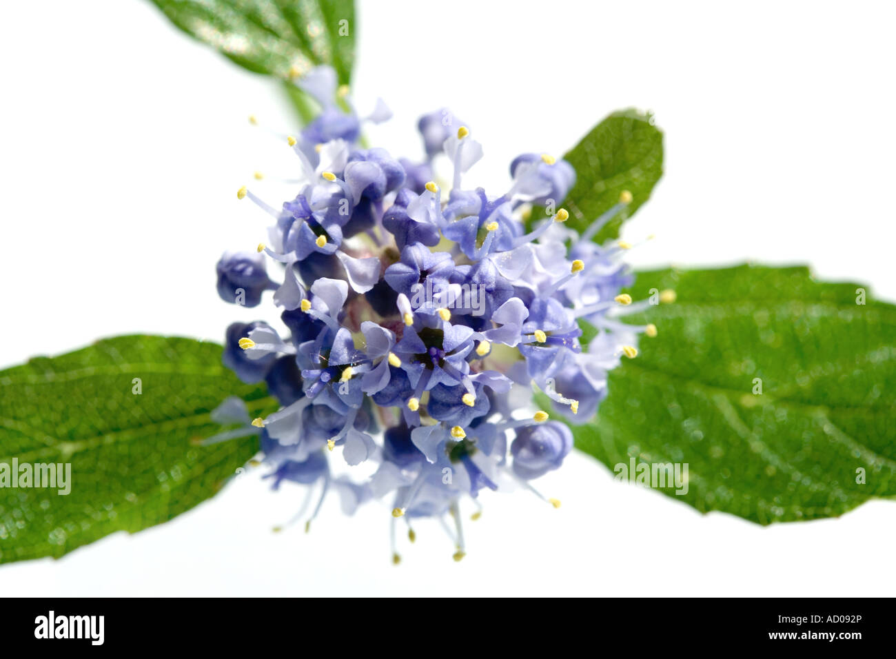 Diverses Fleurs photographie macro Close Up Banque D'Images
