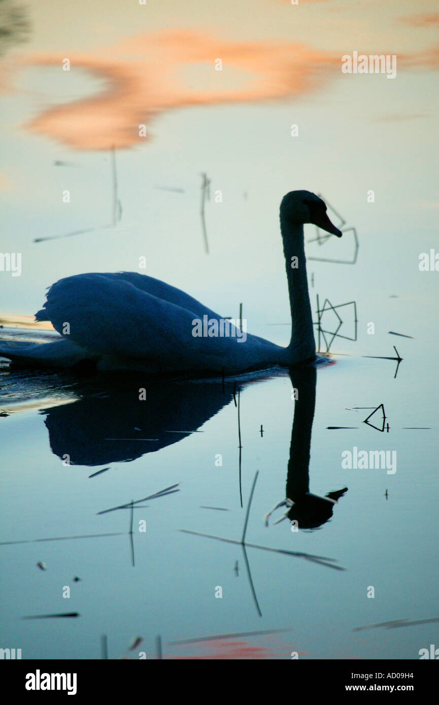 Cygne muet et de réflexion dans le lac Vansjø en Østfold, Norvège. Vansjø est une partie de l'eau appelé système Morsavassdraget. Banque D'Images