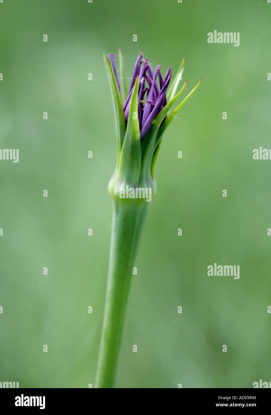 Salsify, Tragopogon porrifolius, Compositae, Asteraceae Banque D'Images