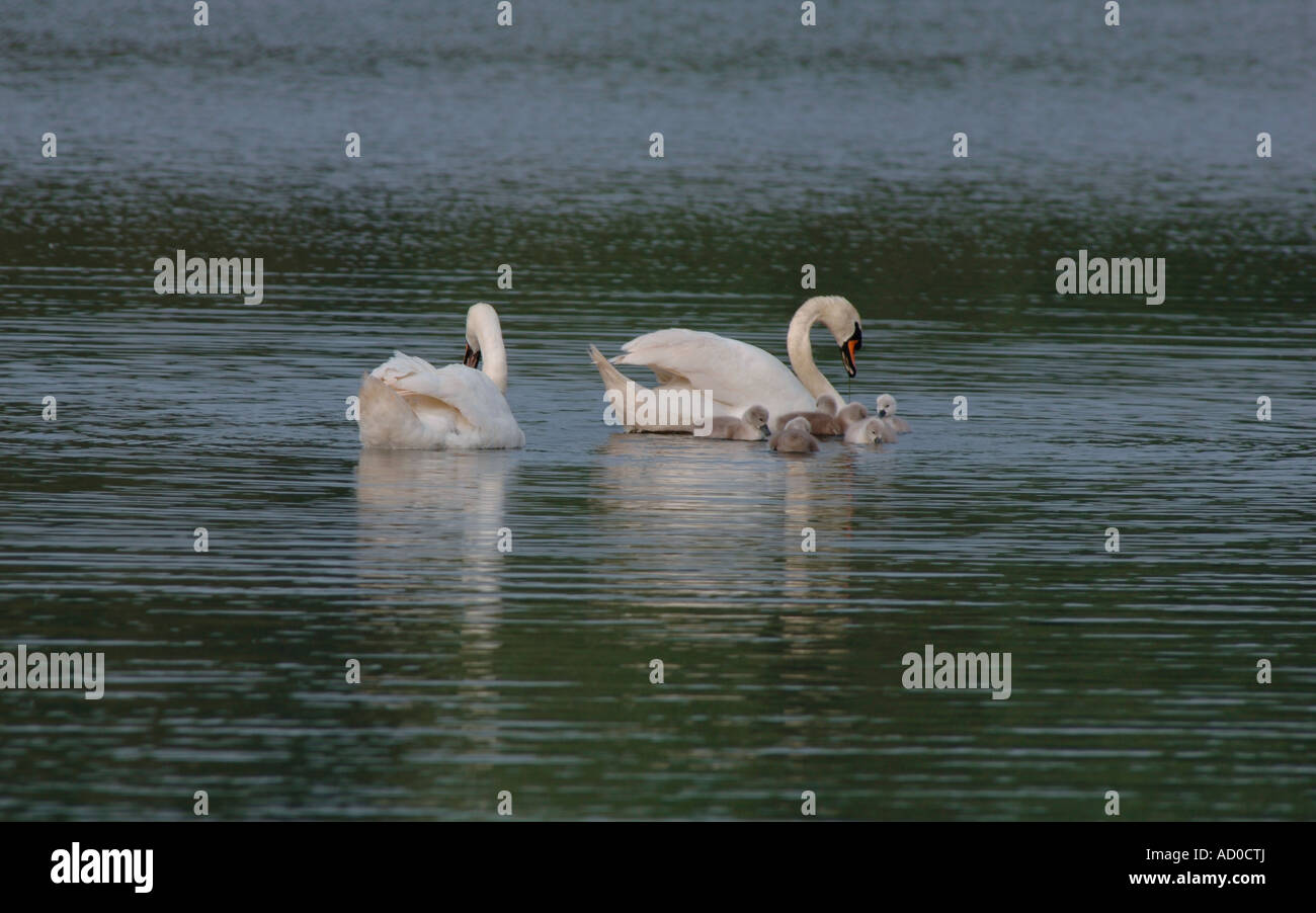 La famille Cygne tuberculé (Cygnus olor). Banque D'Images