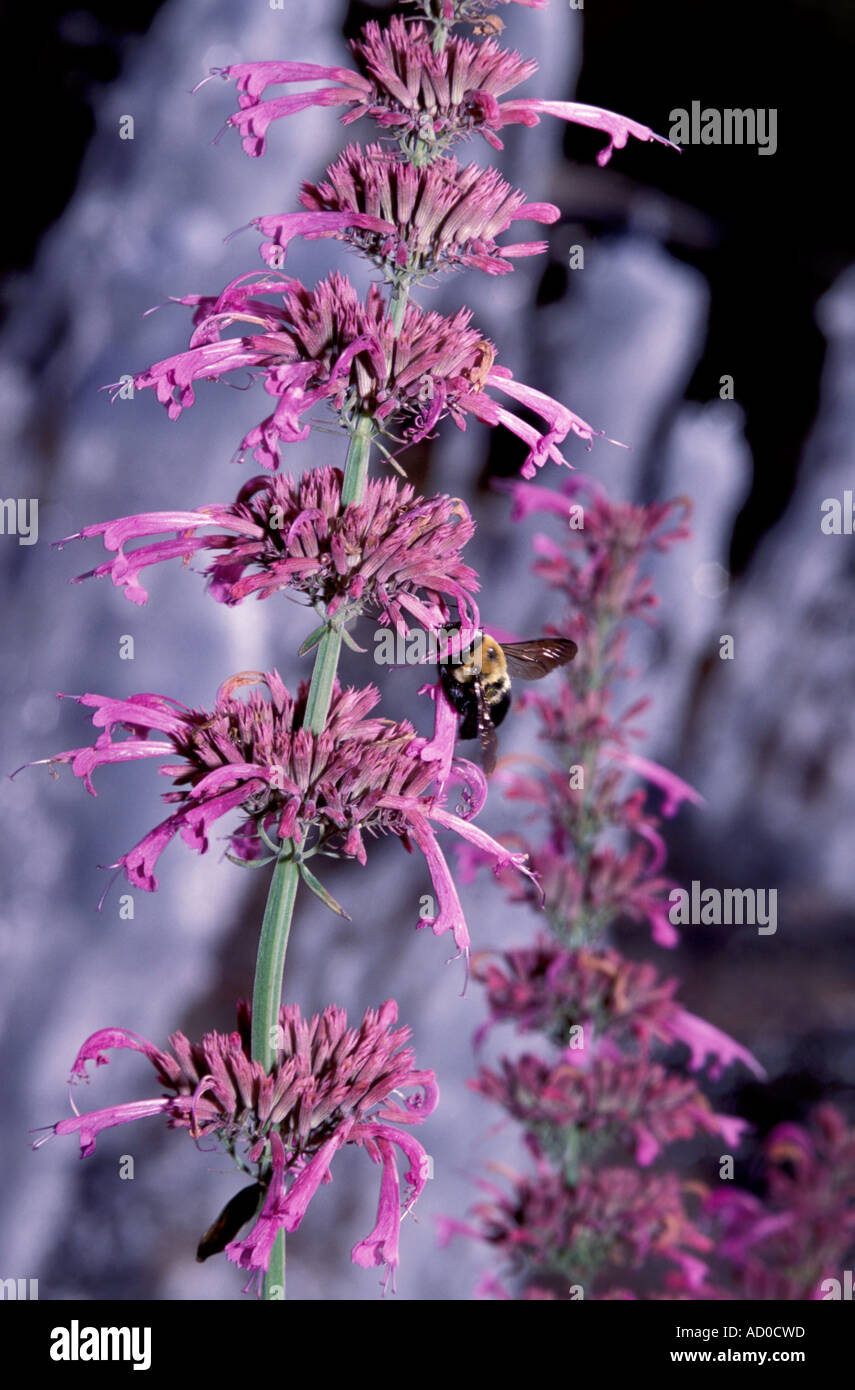 Veste jaune Abeille sur magenta fleurs grimpantes Banque D'Images