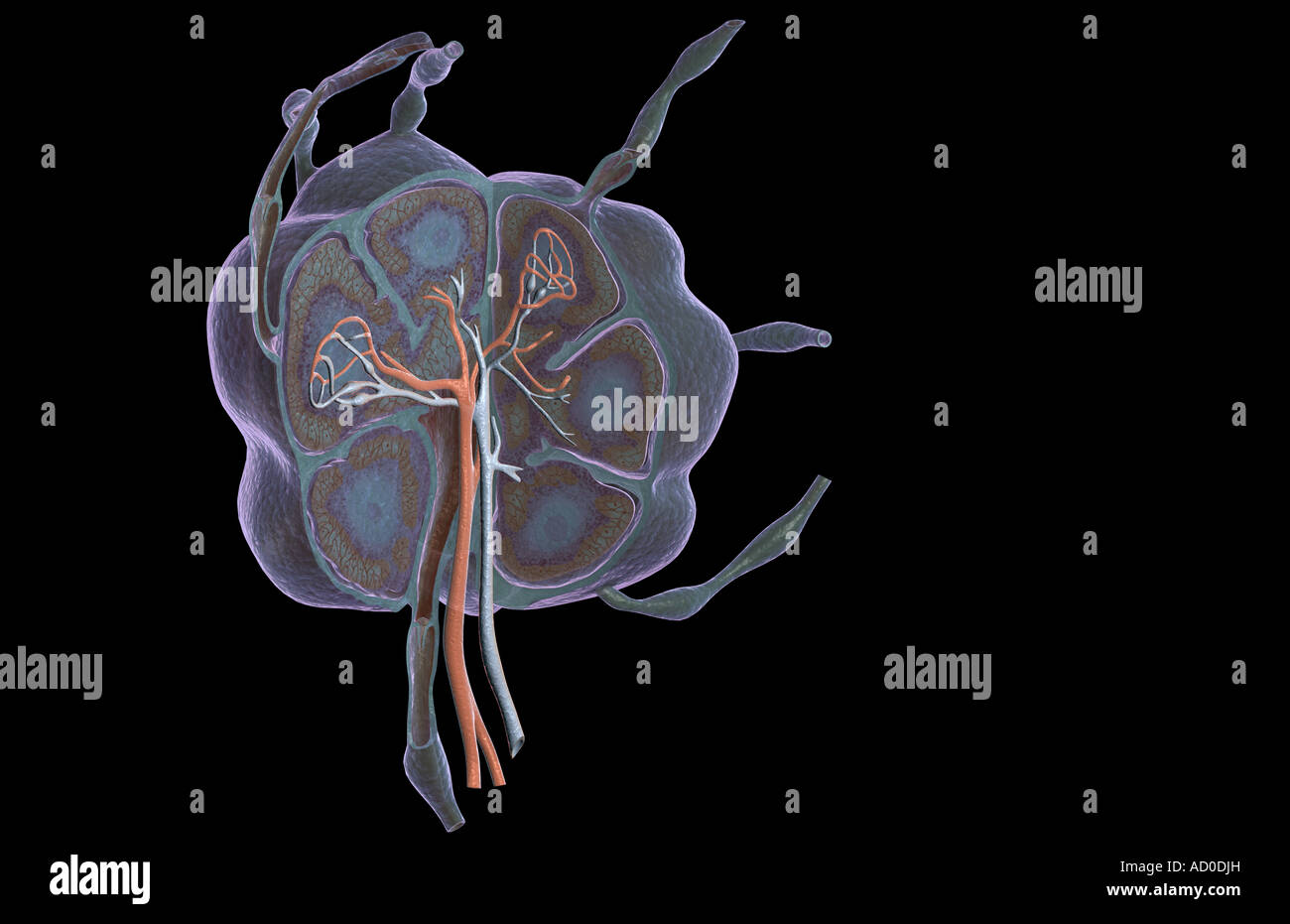 Ganglion lymphatique Banque D'Images