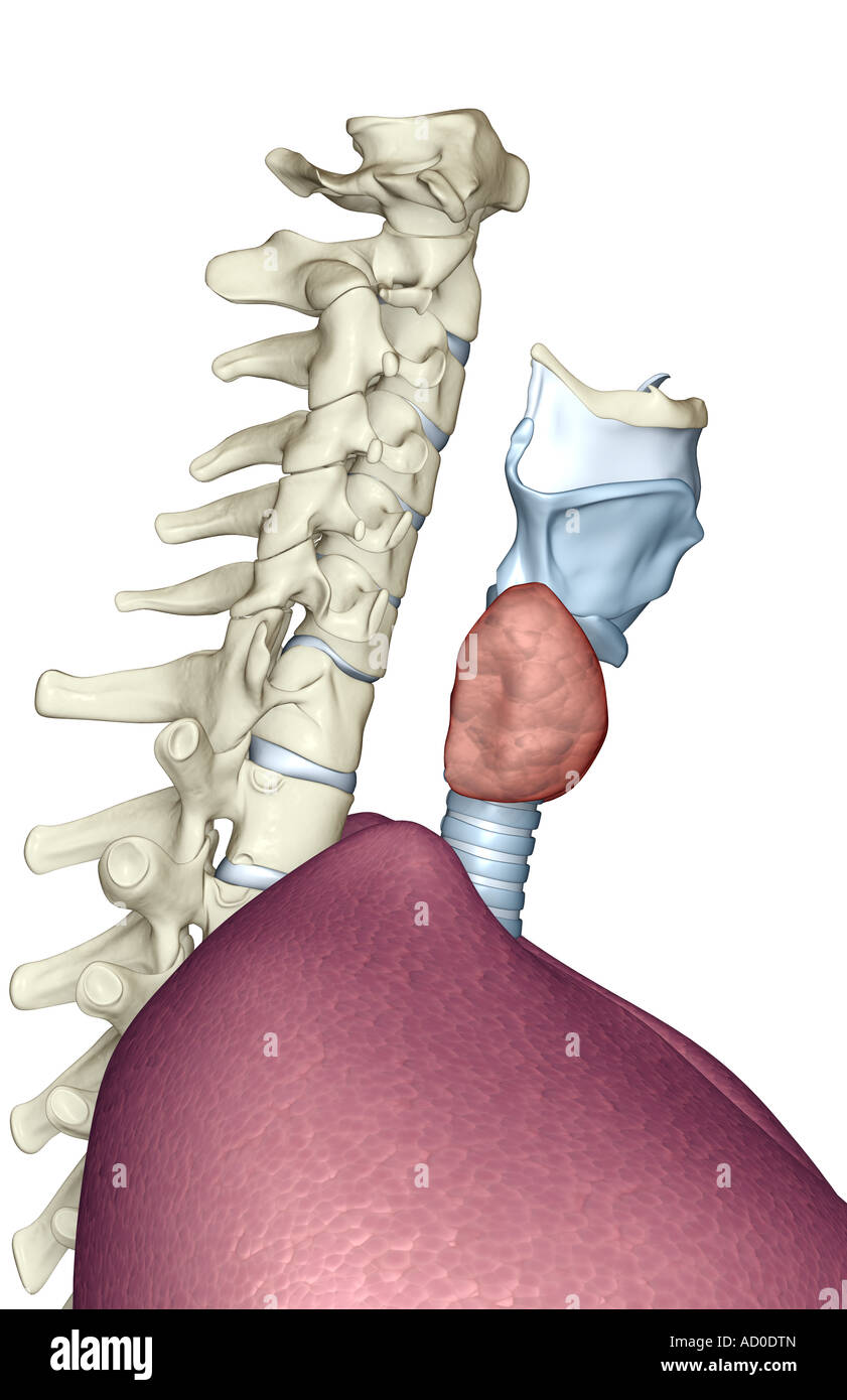 Le larynx Banque D'Images