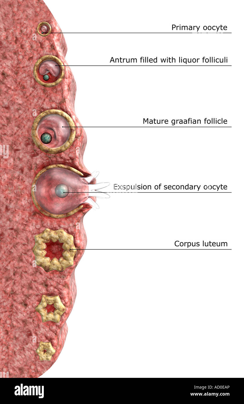 L'ovogenèse folliculogenèse et Banque D'Images
