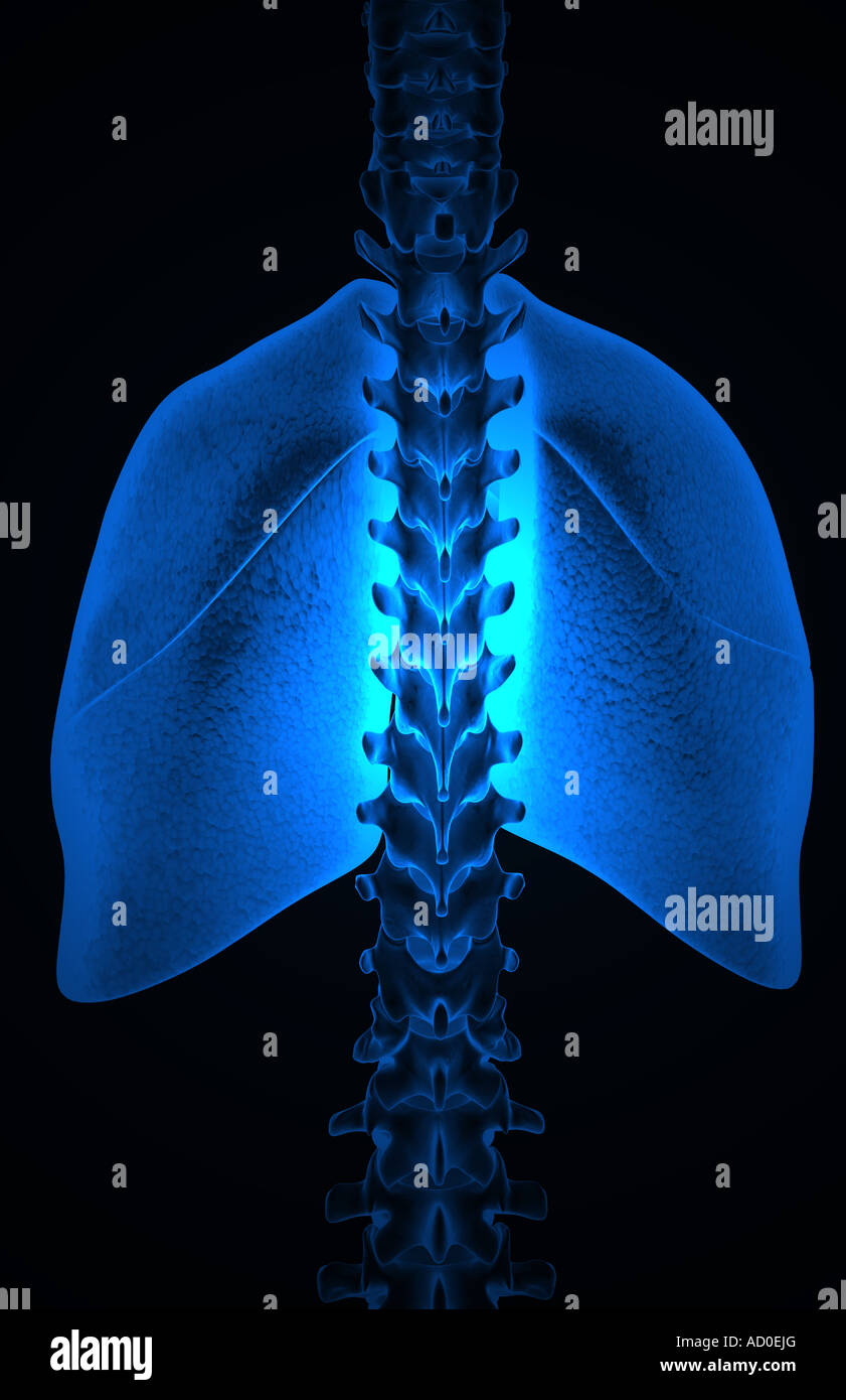 Les poumons Banque D'Images