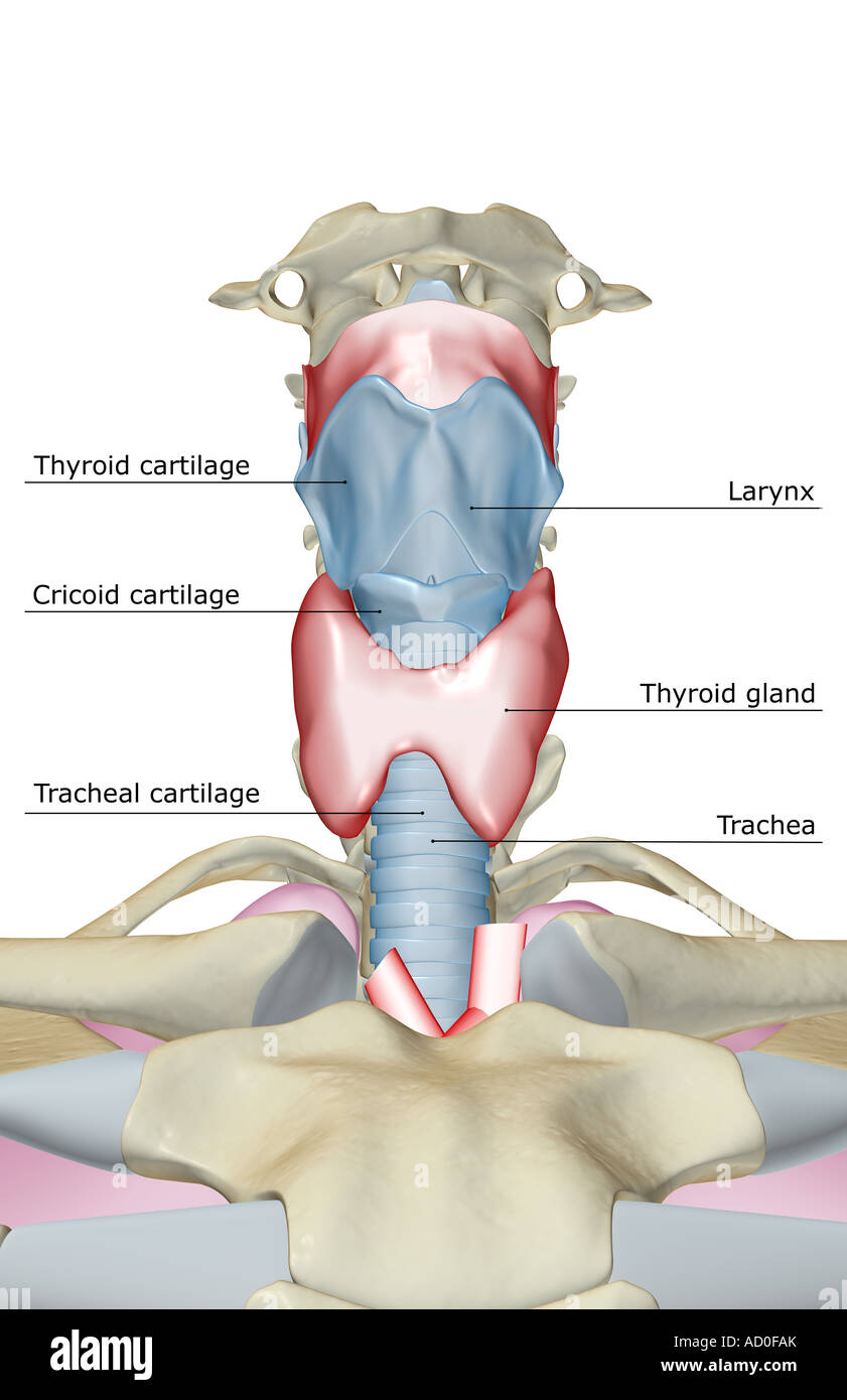 Le larynx Banque D'Images