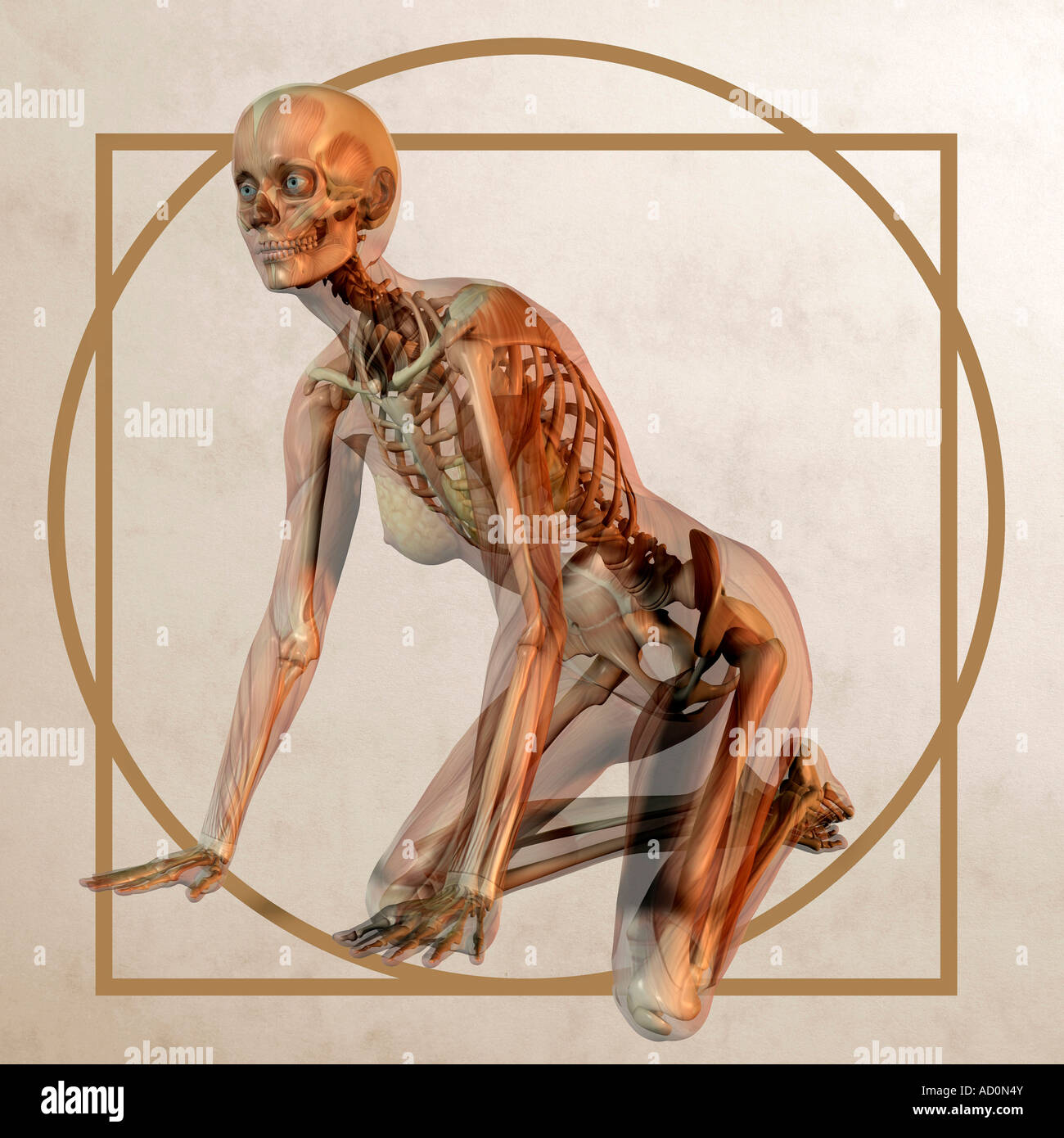 Dans le style graphique de l'anatomie de l'homme de Vitruve davincis lenoardo Banque D'Images