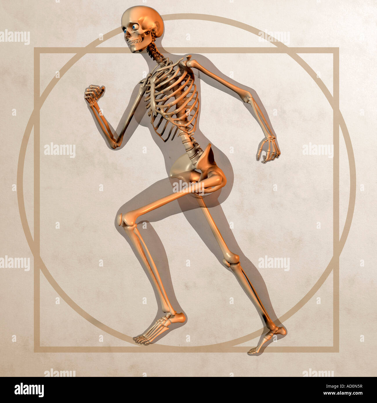 Dans le style graphique de l'anatomie de l'homme de Vitruve davincis lenoardo Banque D'Images