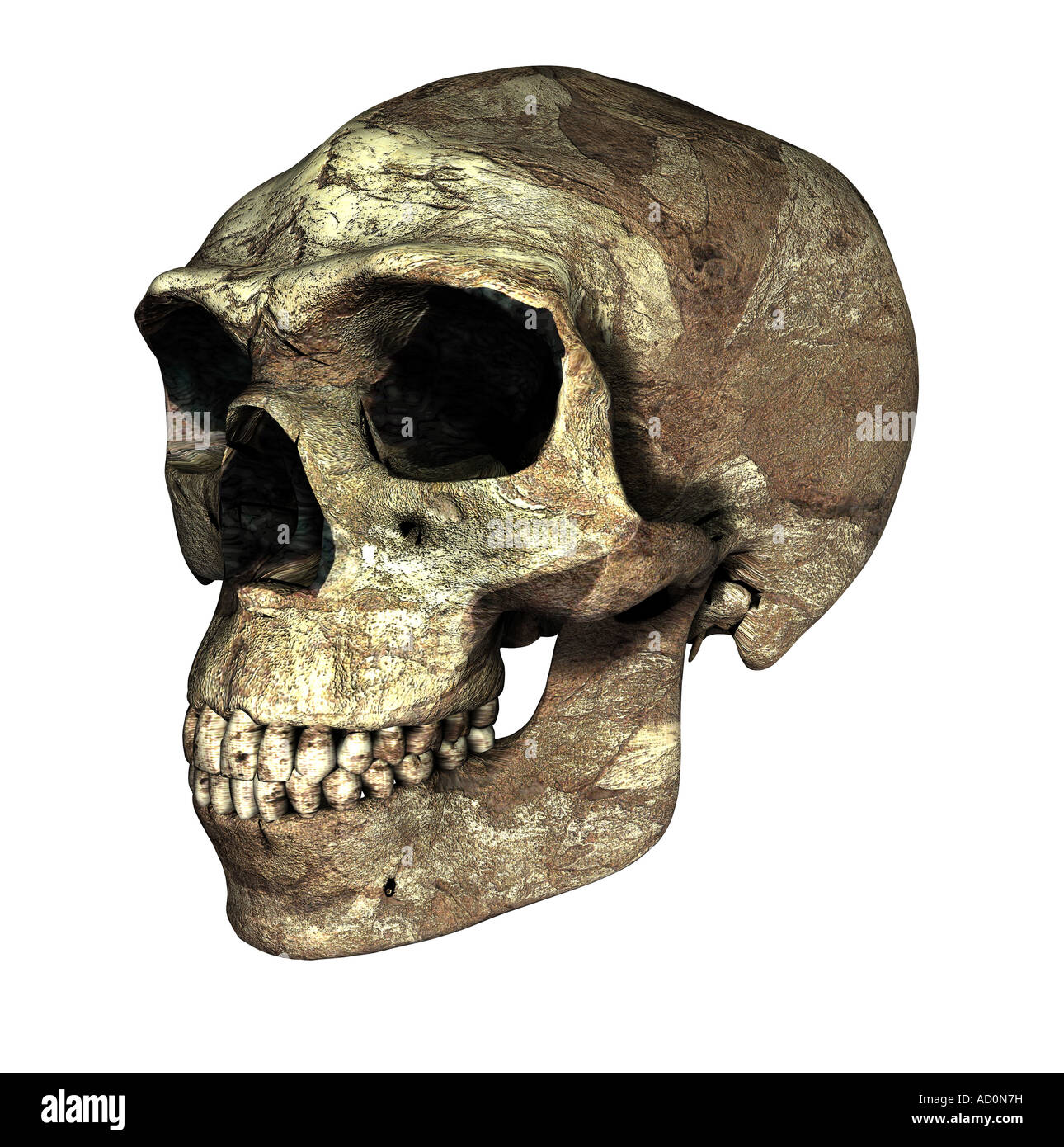 Crâne homo erectus Banque D'Images