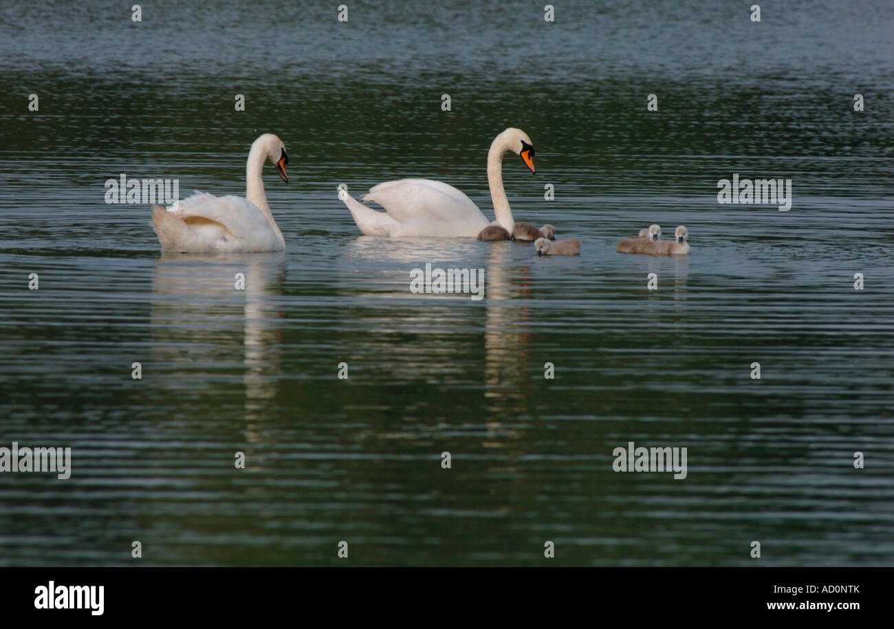 La famille Cygne tuberculé (Cygnus olor). Banque D'Images