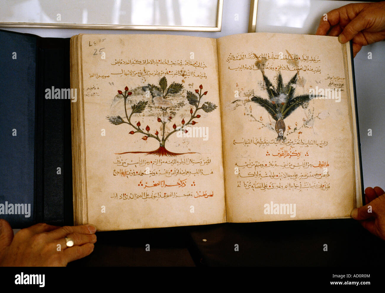 Turquie Istanbul manuscrit islamique Topkapi - herbes Banque D'Images