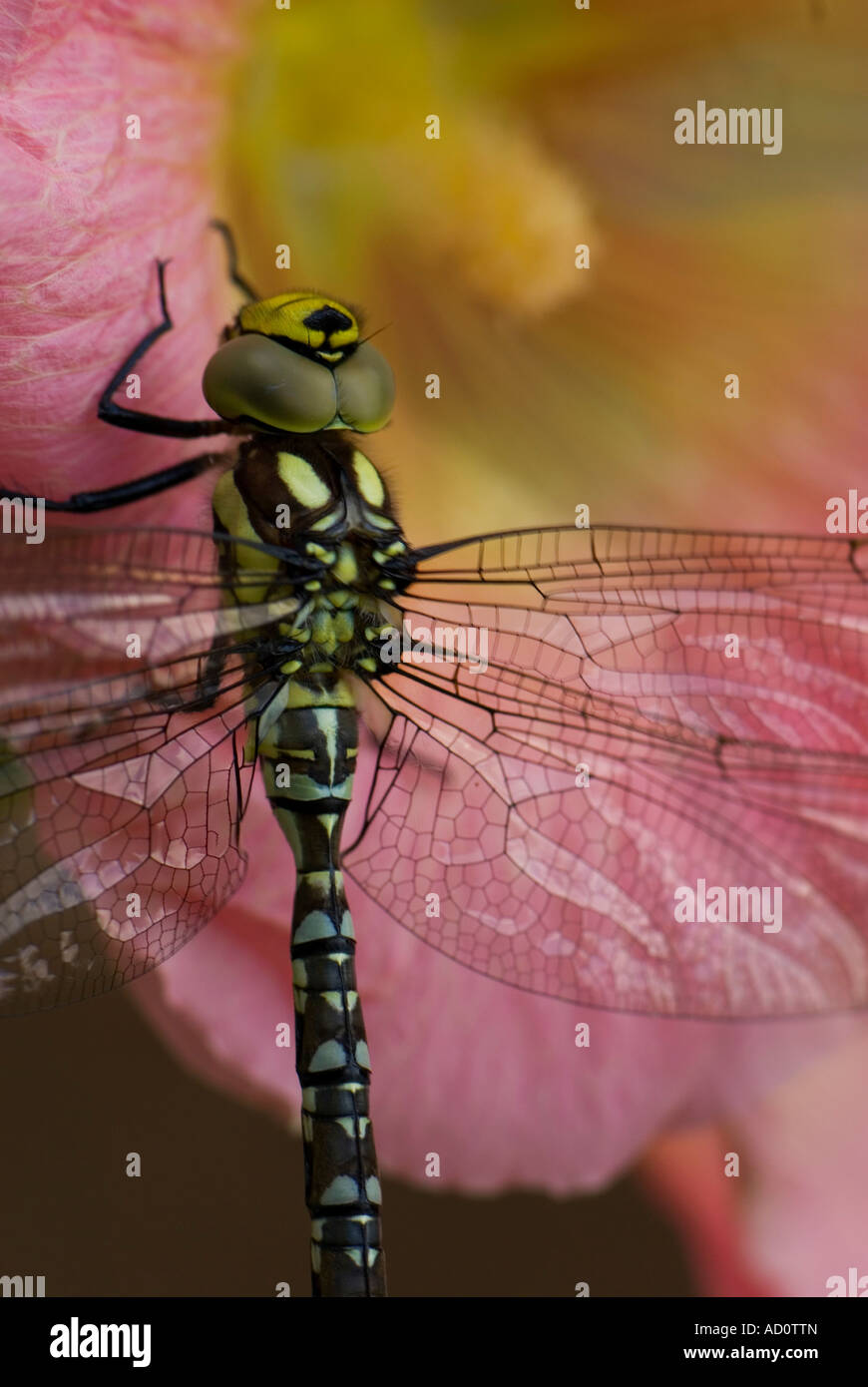 Libellule Hawker commun Banque D'Images