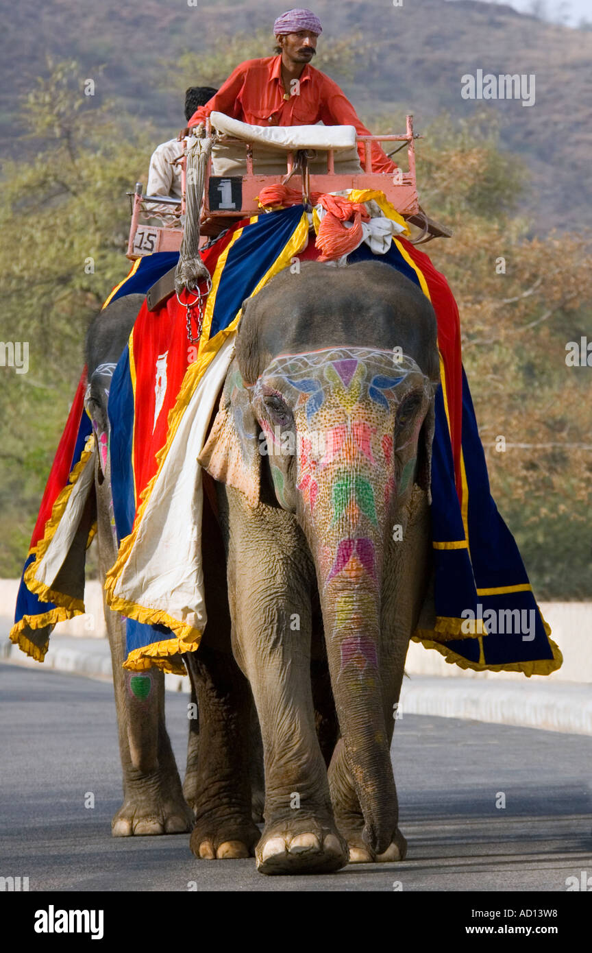 Portrait vertical de deux éléphants indiens peints en marchant le long de la route vers l'Amber Palace prêt pour travaux. Banque D'Images