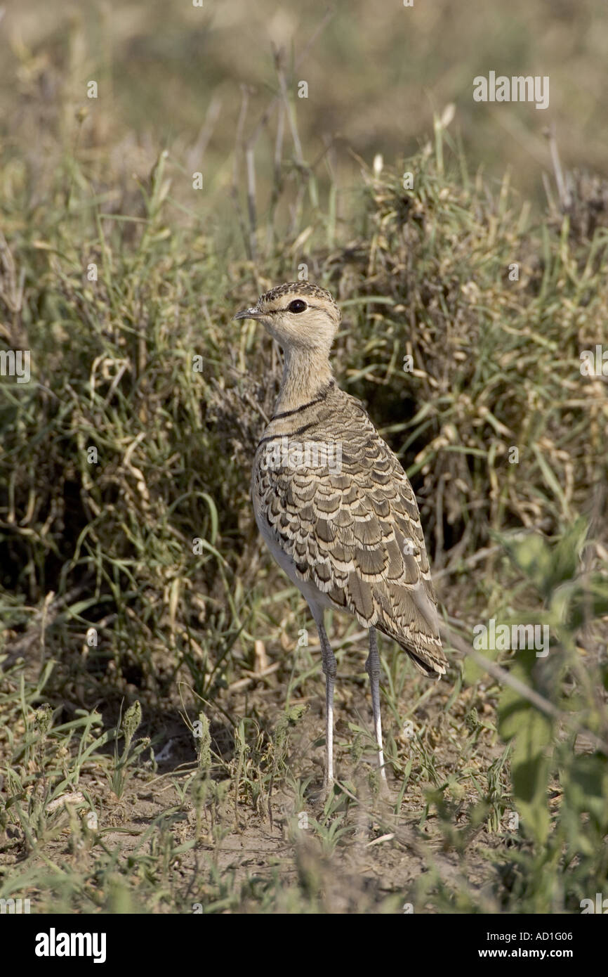 Deux bagués Courser Rhinoptilus africanus Afrique Tanzanie Banque D'Images