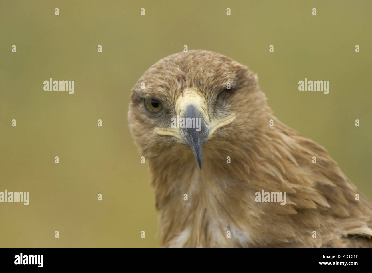 La tête de l'Afrique de l'aigle Bec loi aveugle de l'aquila rapax sur Banque D'Images