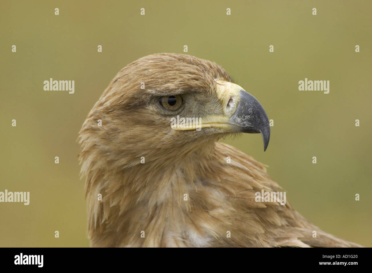La tête de l'Afrique de l'aigle Bec loi Tanzanie Af aquila rapax Banque D'Images