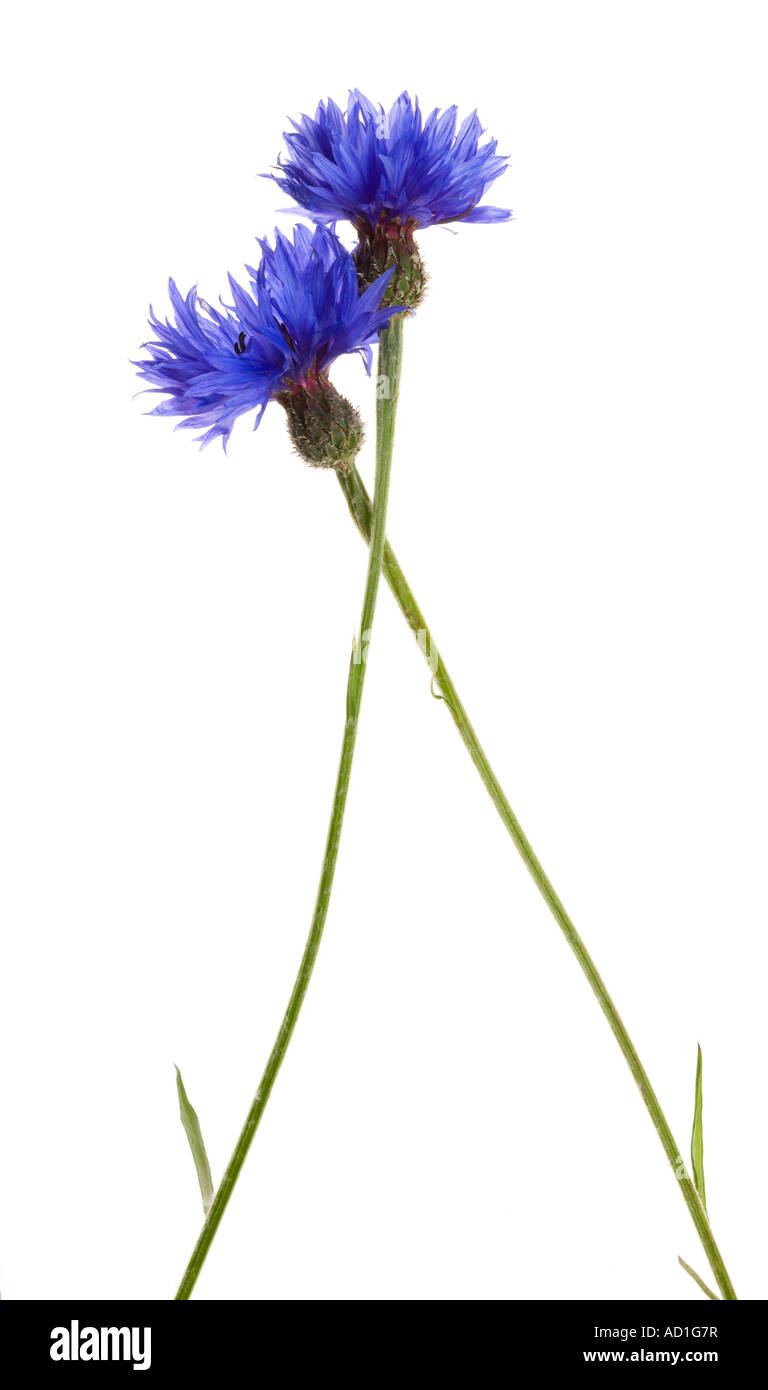 Bleuet des champs Banque D'Images