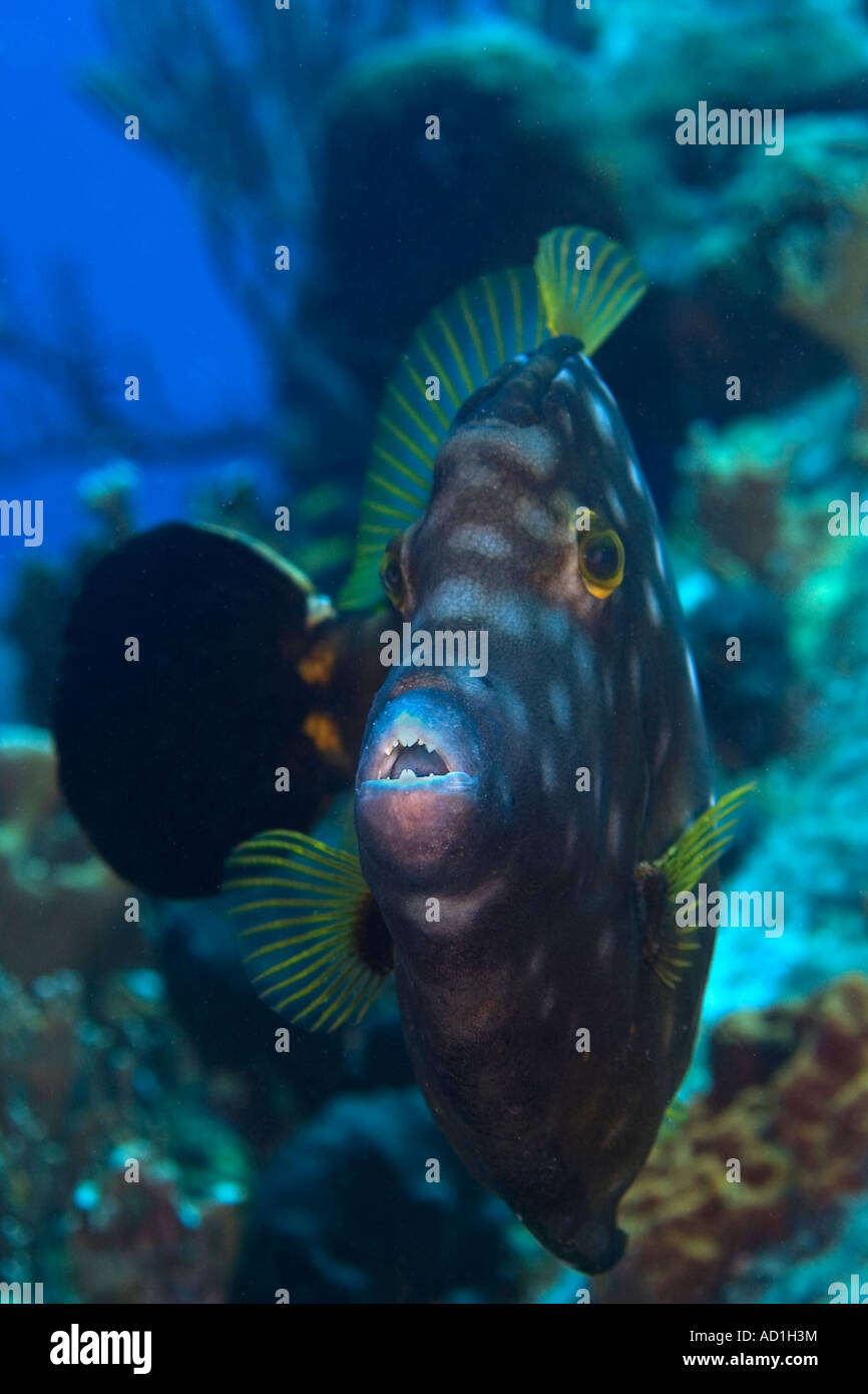 Bvi underwater fish Banque de photographies et d'images à haute résolution  - Alamy