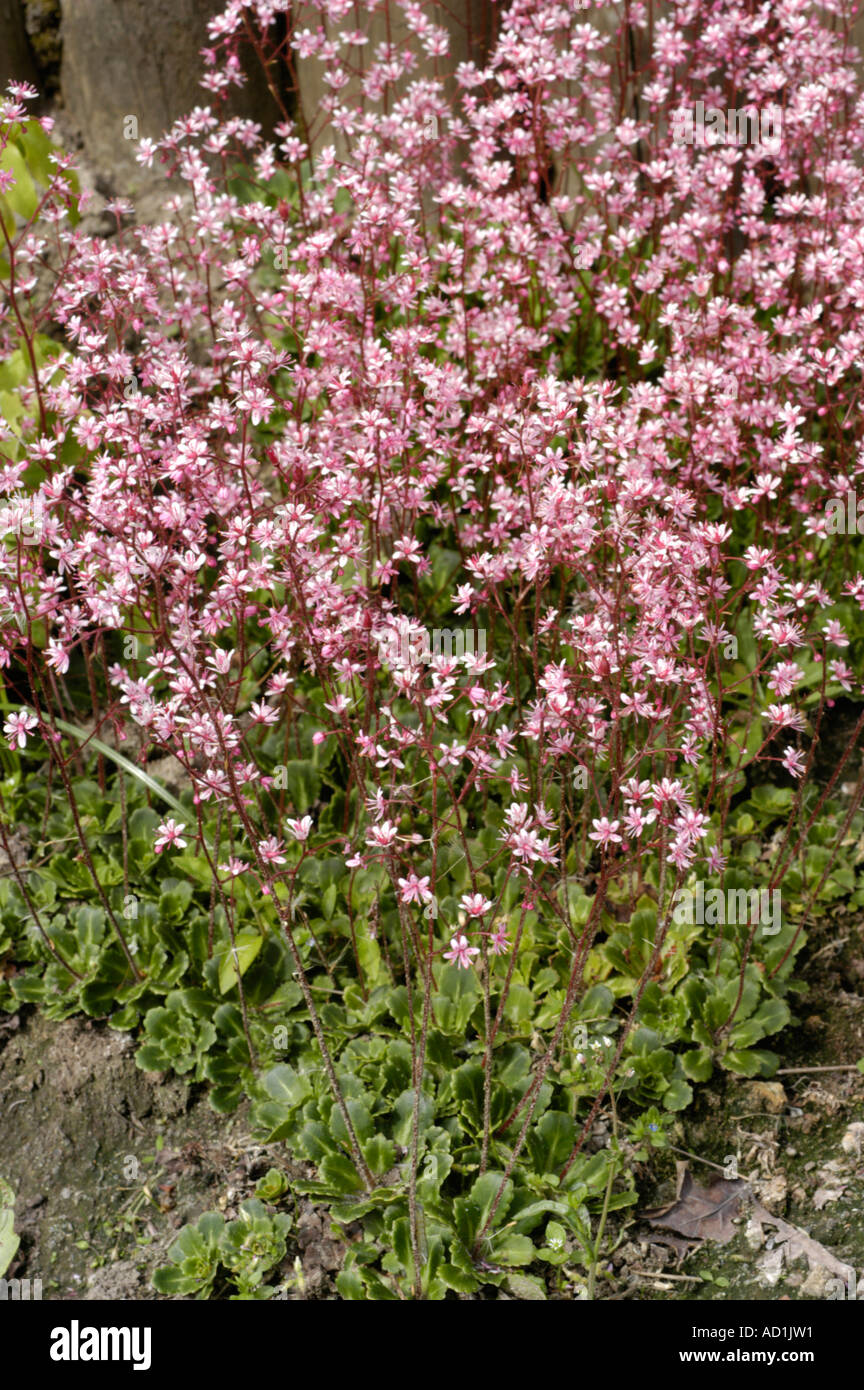 Les petites fleurs rouges de saxifragacées Saxifraga urbium urbicum x ou Clarence Elliot Banque D'Images