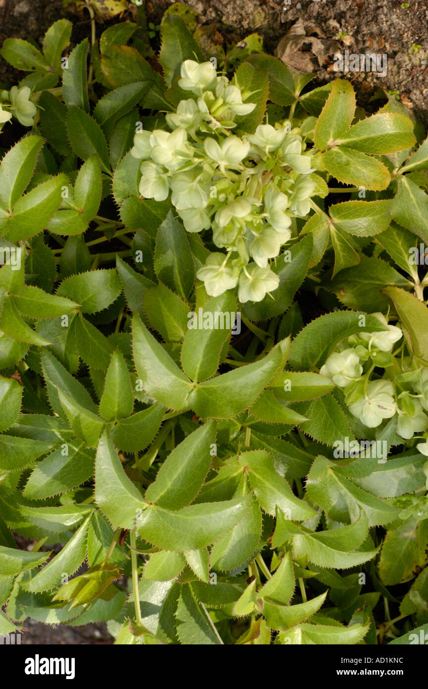 Fleurs vert jaune et feuilles dentelées d'Hellebore Corse (Helleborus lividus corsicus), également connu sous le nom d'Helleborus lividus. Banque D'Images