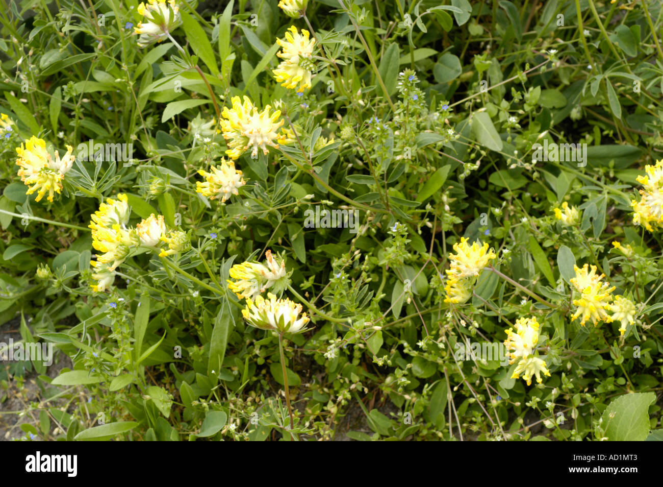 Fleurs jaunes de la vesce de rein (Anthyllis Vulneraria), une plante médicinale de la famille des Fabaceae, poussant à l'état sauvage dans un pré. Banque D'Images