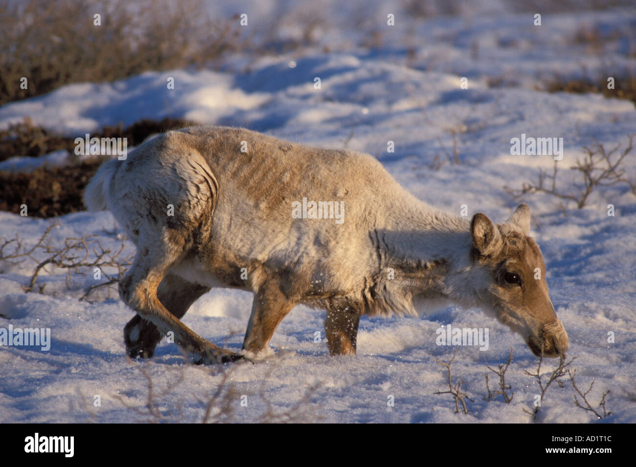 Le caribou de la toundra Rangifer tarandus briser la croûte de neige Alaska North Slope Banque D'Images