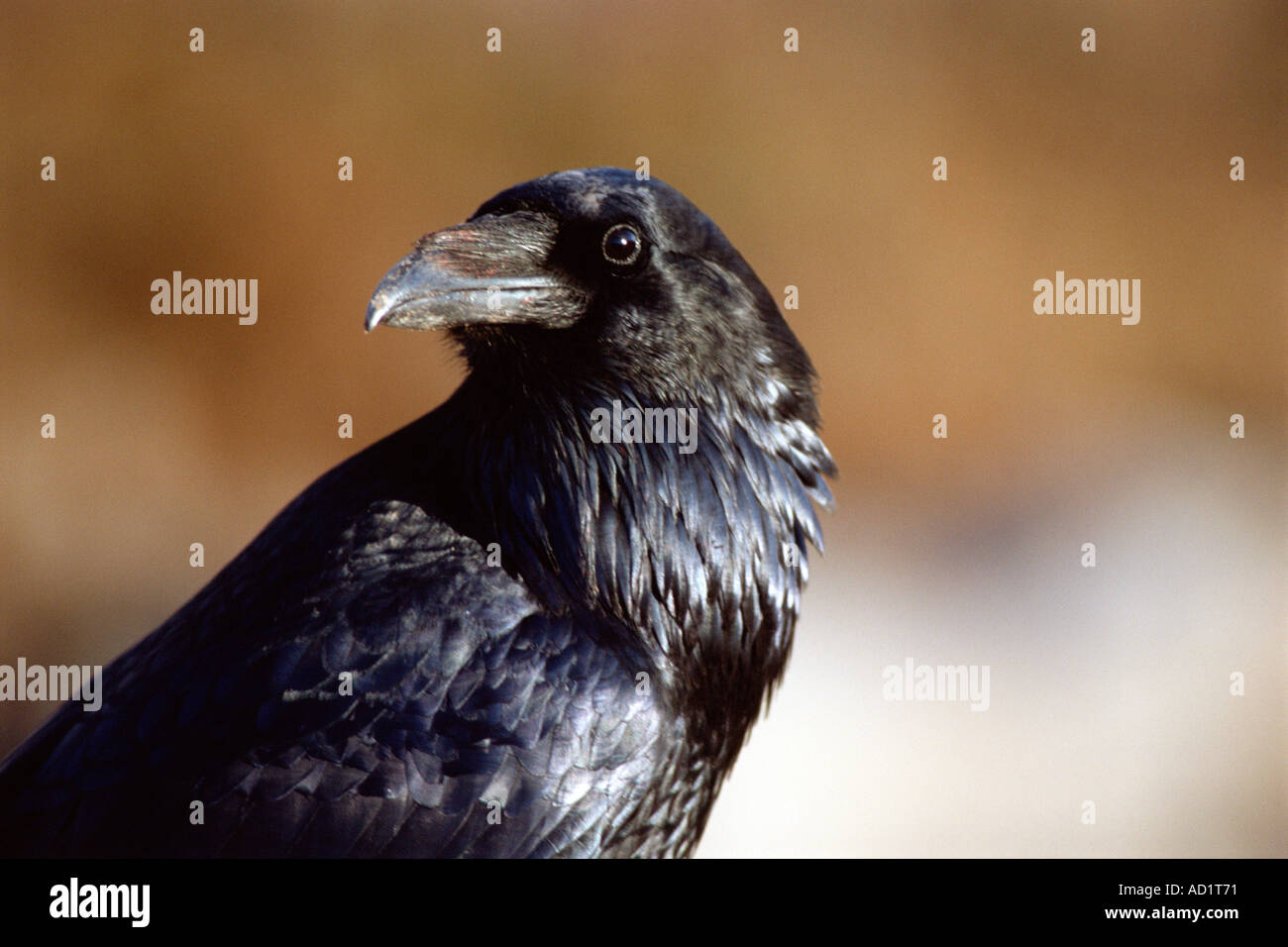 Grand corbeau Corvus cryptoleucus Versant Nord de la chaîne de Brooks l'Alaska arctique Banque D'Images