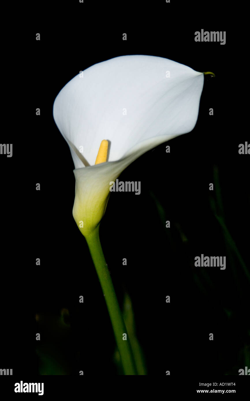 lys blanc Banque D'Images