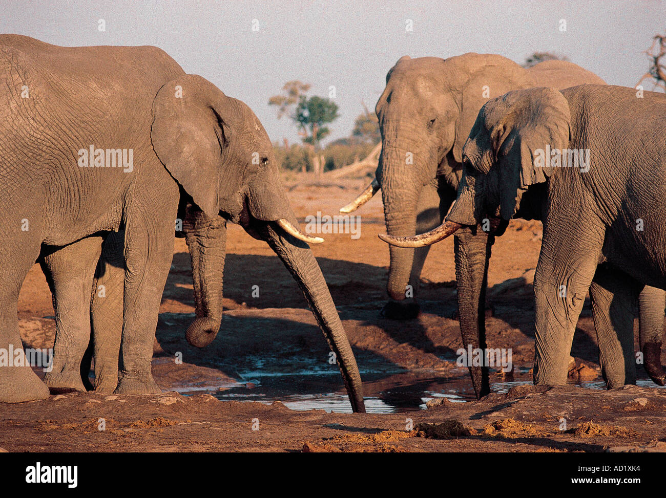 Quatre éléphants bull matures partageant un point d'eau du sud de l'Afrique du Sud Botswana Savuti Banque D'Images
