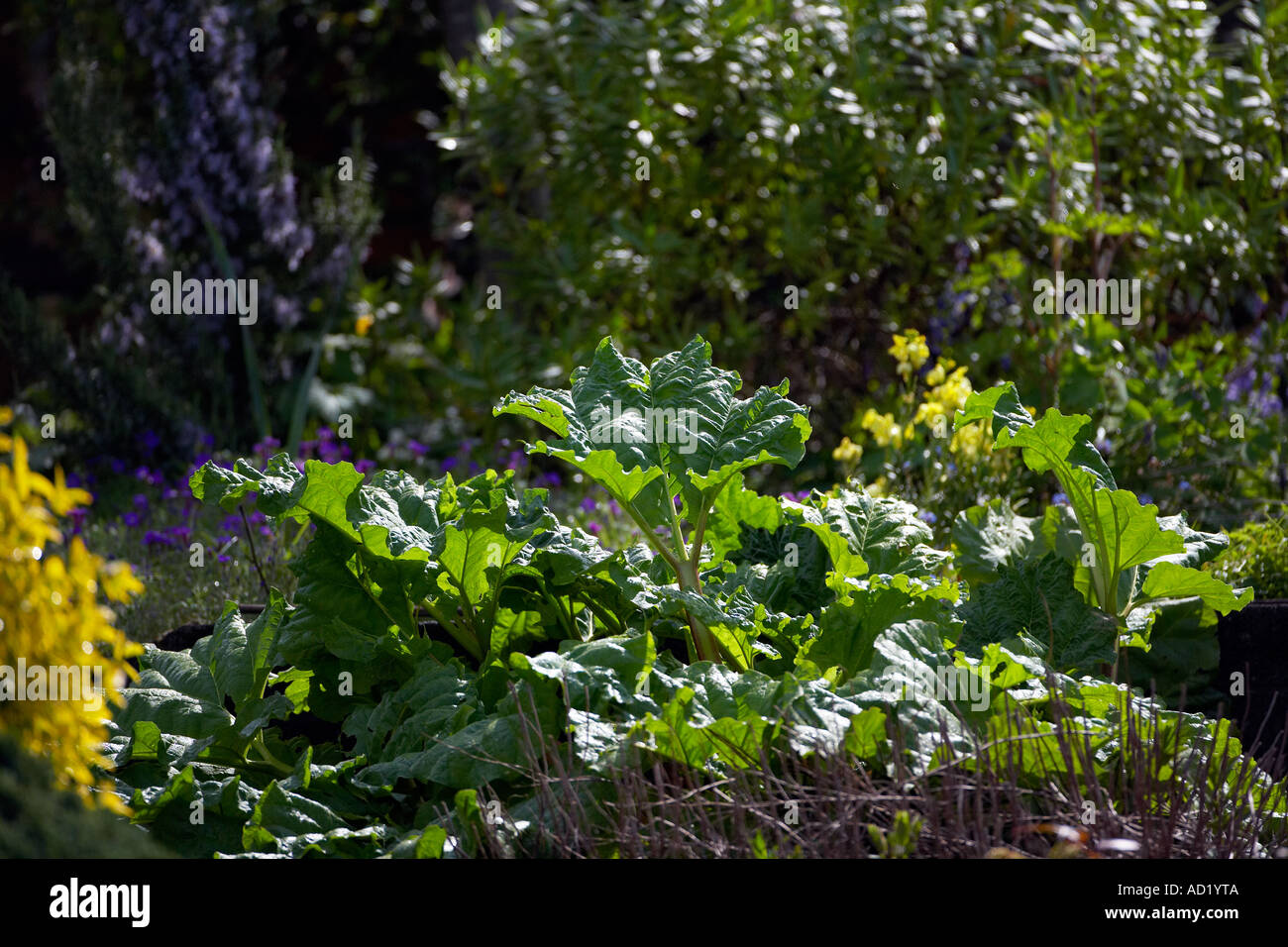 De plus en plus de rhubarbe dans jardin bio au Pays de Galles, Royaume-Uni Banque D'Images