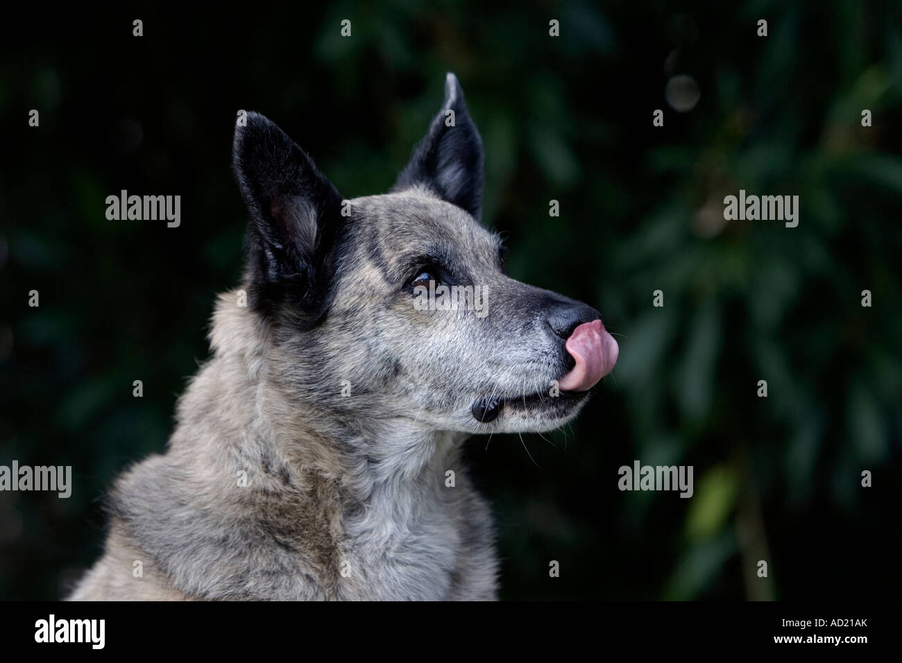 Greyhound Berger Allemand Dog s'en lécher les babines Banque D'Images