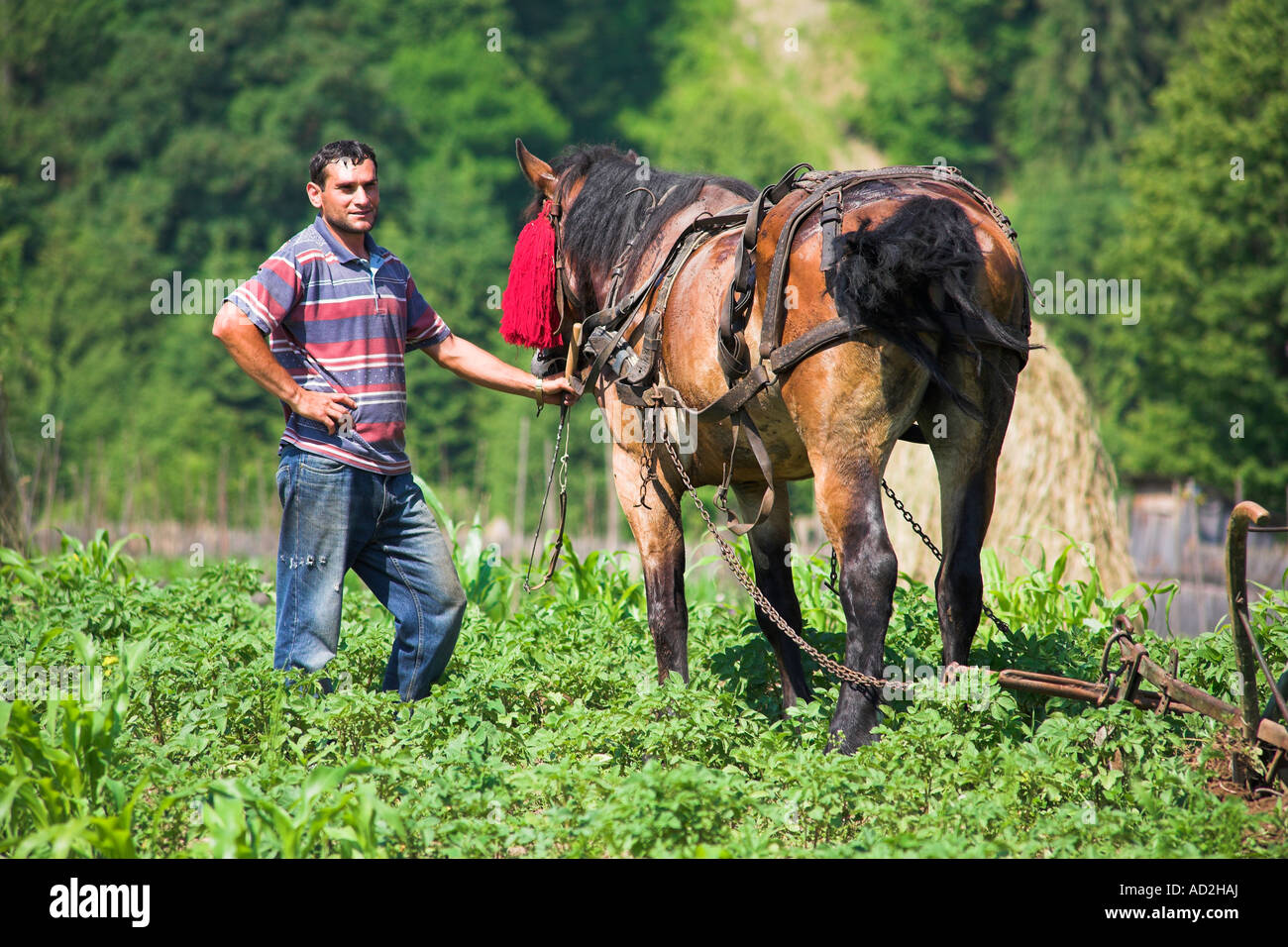 Farmer ploughing champ avec un cheval, près de Moldovita, Bucovine, Moldavie, Roumanie Banque D'Images