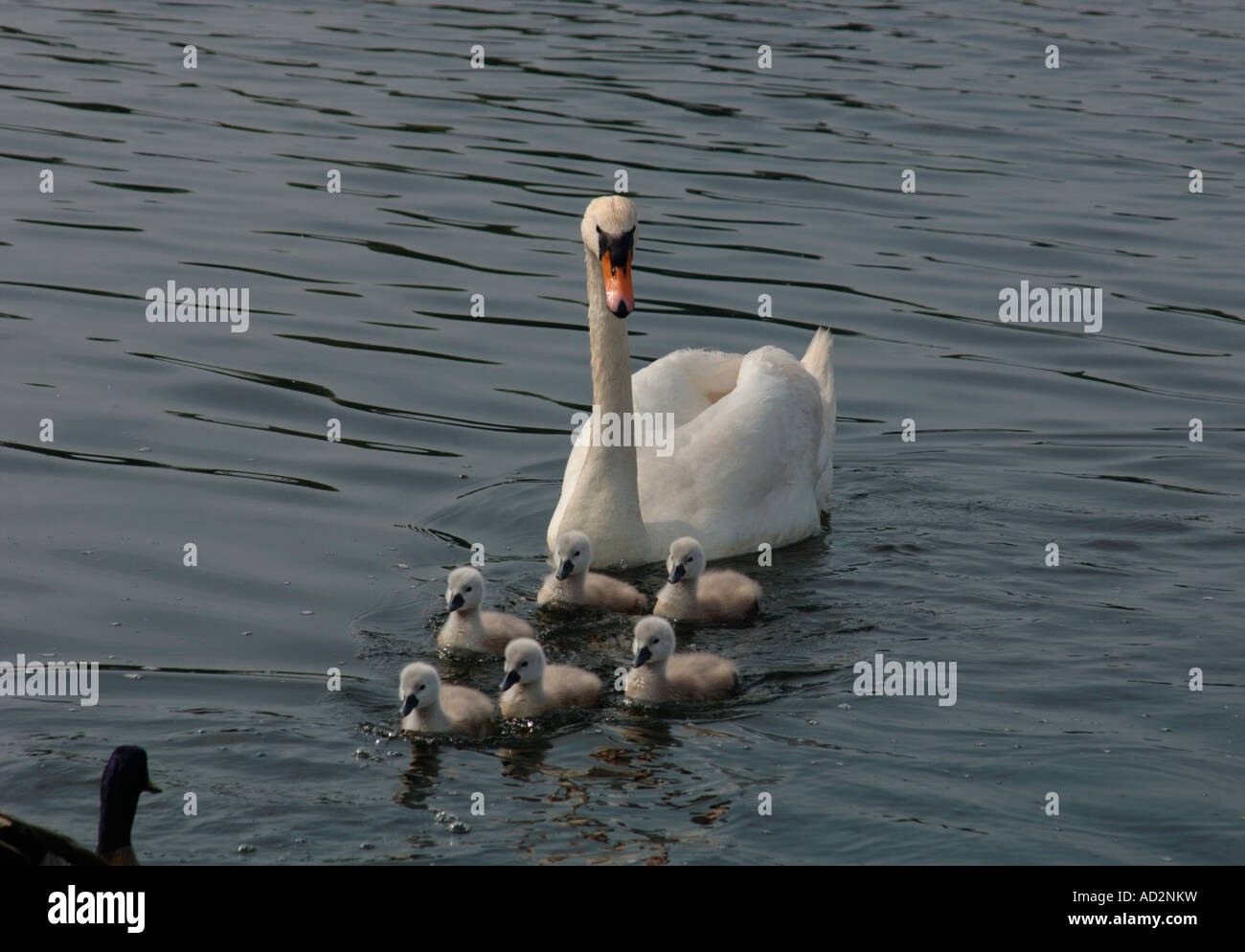 Des profils Cygne muet (Cygnus olor) Nager sur un lac d'eau douce avec ses jeunes. Banque D'Images